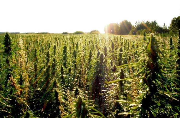 Is Weed Legal in South Africa now?